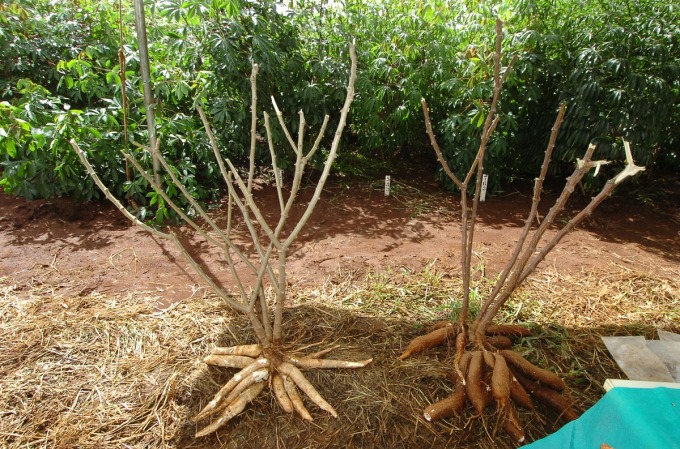 maniocul (cassava)